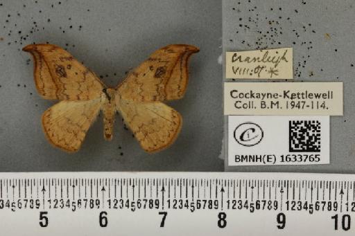 Drepana falcataria (Linnaeus, 1758) - BMNHE_1633765_200800