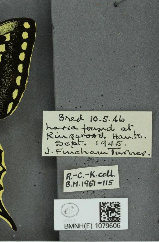Papilio machaon gorganus Fruhstorfer, 1922 - BMNHE_1079606_label_65674
