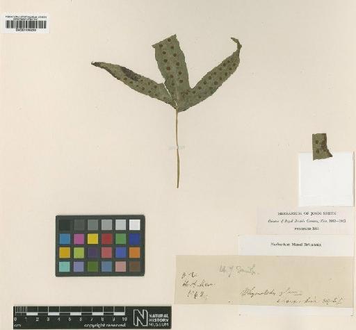 Phymatodes glauca J.Sm. - BM001048298