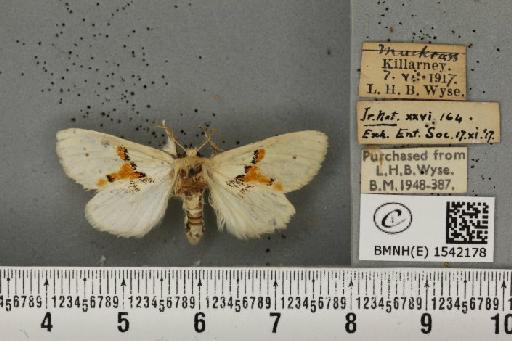 Leucodonta bicoloria (Denis & Schiffermüller, 1775) - BMNHE_1542178_282515