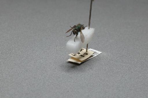 Sarcophaga (Myorhina) nigriventris Meigen, 1826 - 015091920_additional_3