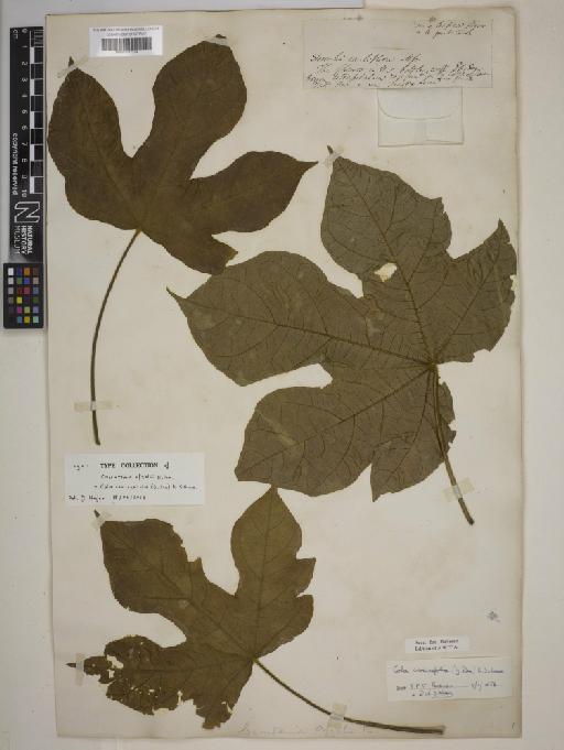 Cola caricaefolia (G.Don) K.Schum. - BM001217224