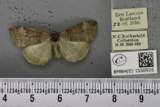 Ochropacha duplaris (Linnaeus, 1761) - BMNHE_1550926_237076