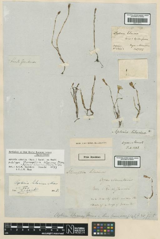 Apteria aphylla (Nutt.) Barnhart ex Small - BM001191070