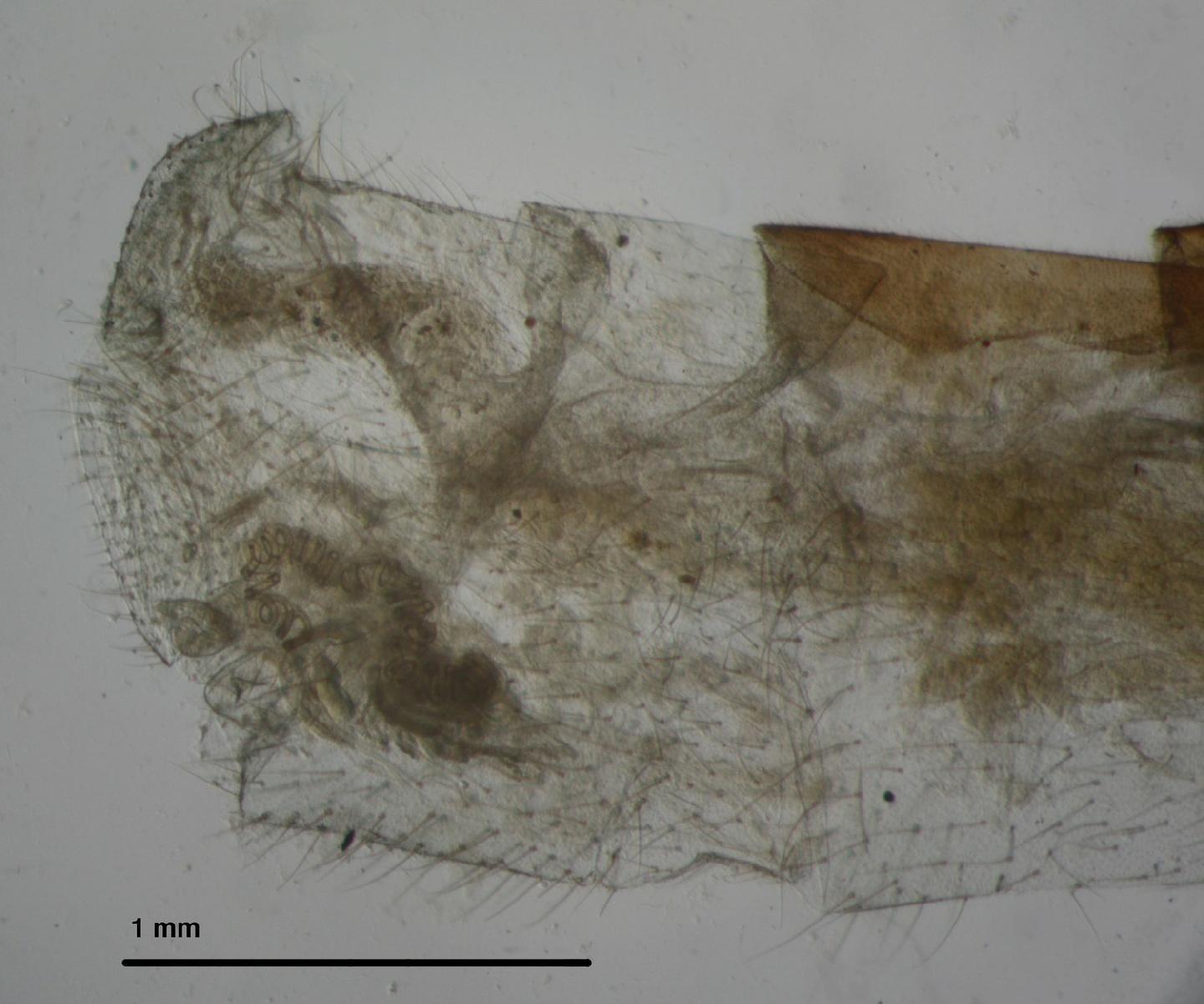 Leucochrysa walkerina