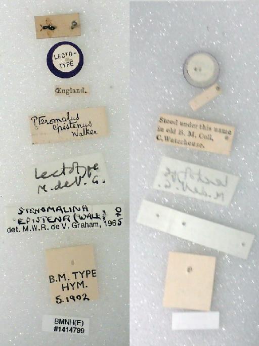 Stenomalina epistena (Walker, 1835) - Stenomalina epistena (Walker, 1835) #1414799 Hym Type 5.1902  labels
