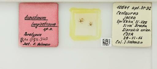 Acaudinum longisetosum Holman, 1970 - 014762267_112424_1092576_157742_Type