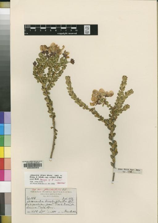 Adenandra villosa subsp. sonderi (Dummer) Strid - BM000603913
