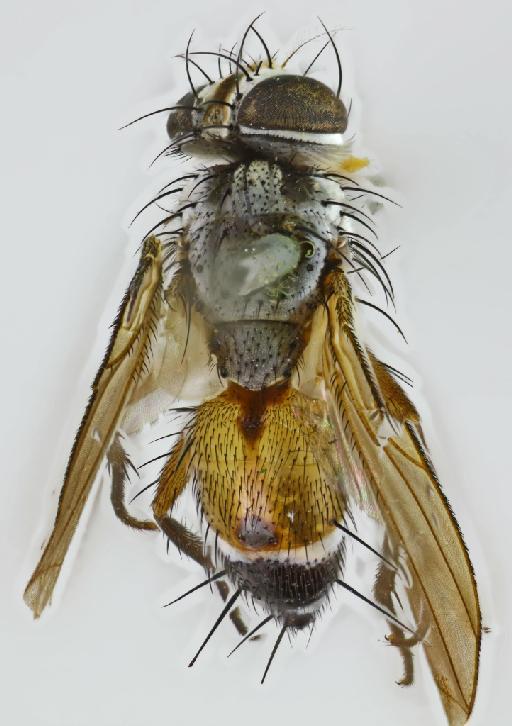 Spathidexia setipennis (Townsend, 1919) - Spathidexia setipennis PLT dorsal