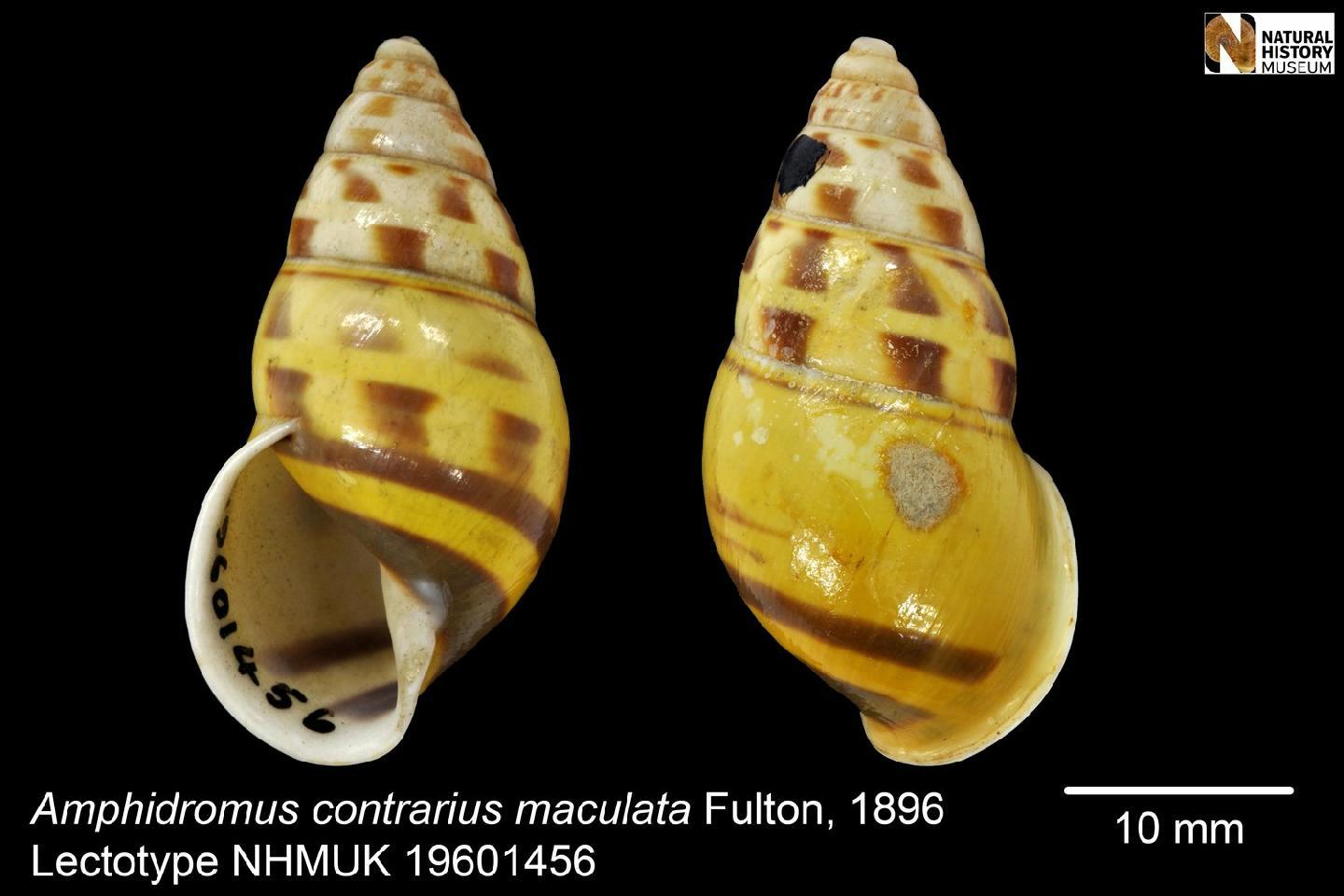 To NHMUK collection (Amphidromus contrarius maculata Fulton, 1896; LECTOTYPE; NHMUK:ecatalogue:2458934)