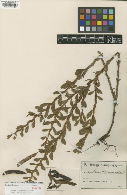 Chamaecrista desvauxii var. langsdorfii (Kunth) H.S.Irwin & Barneby - BM000545062