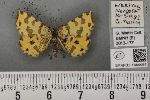 Pseudopanthera macularia (Linnaeus, 1758) - BMNHE_1860089_439529