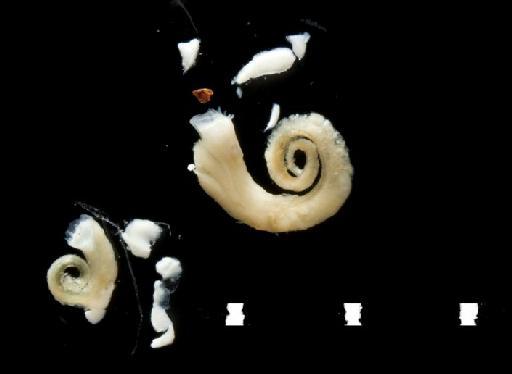 Spirorbis regalis Bailey and Harris, 1968 - Polychaeta type specimen; BMNH 1967.8.11-16 view2