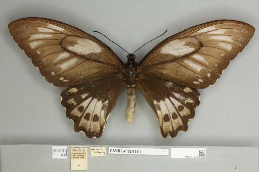 Ornithoptera priamus poseidon Doubleday, 1847 - 013603969__