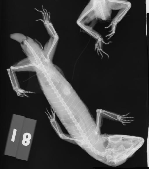 Coleonyx elegans Gray, 1845 - 18_1973 2518_2400ppp139.jpg