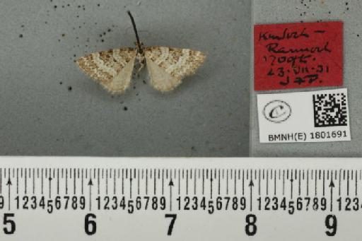 Perizoma minorata ericetata (Stephens, 1831) - BMNHE_1801691_371932