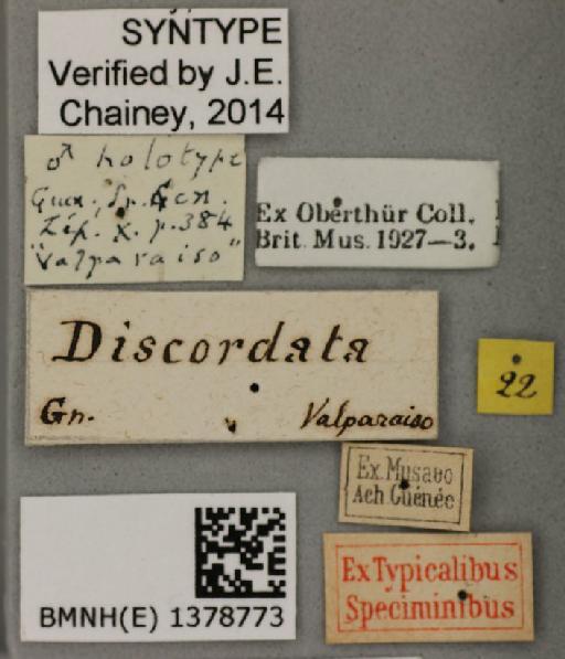 Scordylia discordata Guenée in Boisduval & Guenée, 1858 - Scordylia discordata Guenee male syntype 1378773 labels