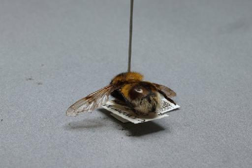 Volucella bombylans (Linnaeus, 1758) - 012530561_additional_2