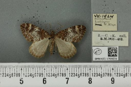 Dysstroma truncata truncata (Hufnagel, 1767) - BMNHE_1769231_349924