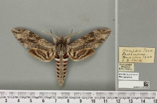 Agrius convolvuli ab. variegata Tutt, 1904 - NHMUK_010475429_527033