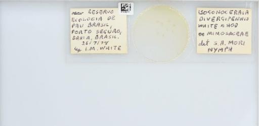 Isogonoceraia divergipennis White & Hodkinson, 1980 - 013482911_117198_1146273_157792_Type_result