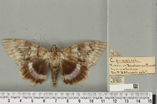 Catocala fraxini (Linnaeus, 1758) - NHMUK_010477958_543082