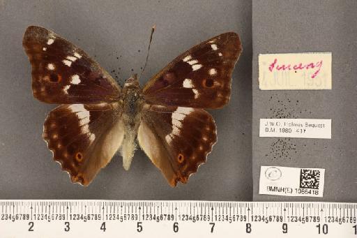 Apatura iris (Linnaeus, 1758) - BMNHE_1086418_63355