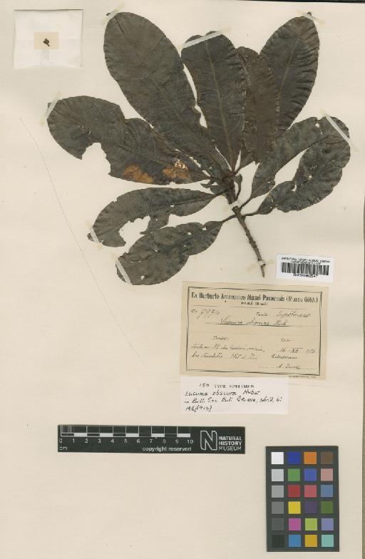 Pouteria obscura (Huber) Baehni - BM000952547