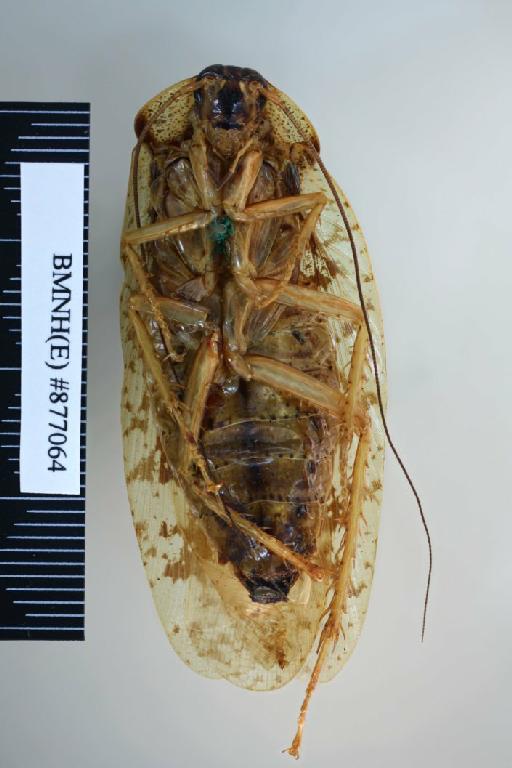 Stictolampra mjoebergi (Hanitsch, 1925) - Morphna mjoebergi Hanitsch, 1925, male, paratype, ventral. Photographer: Aging Wang. BMNH(E)#877064