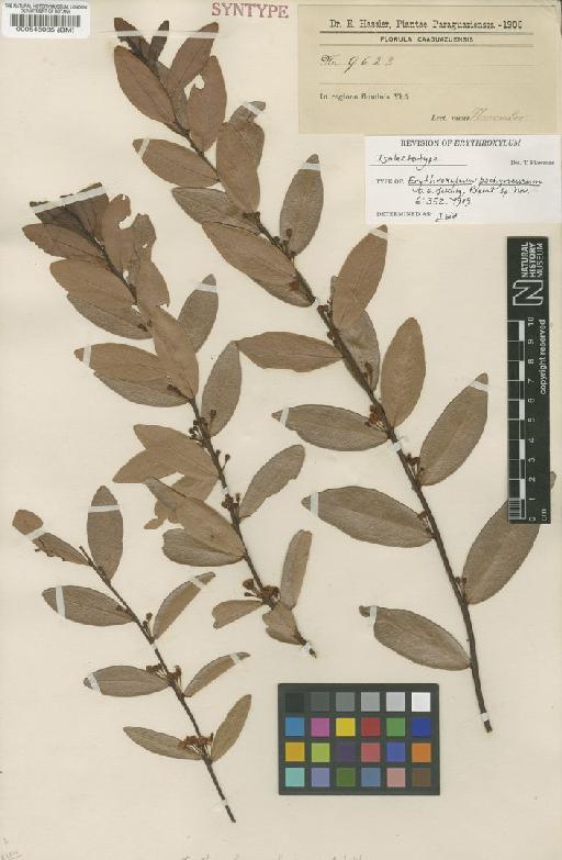 Erythroxylum pachyneurum O.E.Schulz - BM000546085