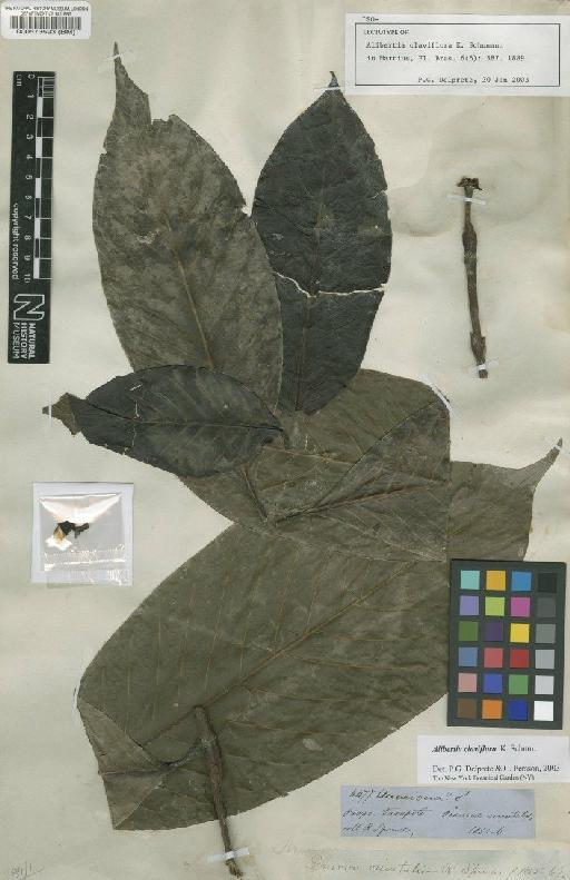 Alibertia claviflora K.Schum. - BM000573593