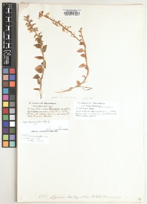 Liparis brachystalix Rchb.f. - BM000090169