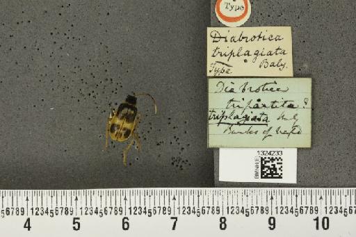 Paratriarius triplagiatus (Baly, 1859) - BMNHE_1324233_21737