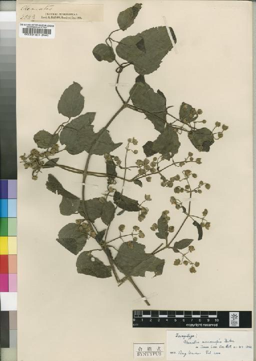 Clematis microcuspis Baker - BM000581851