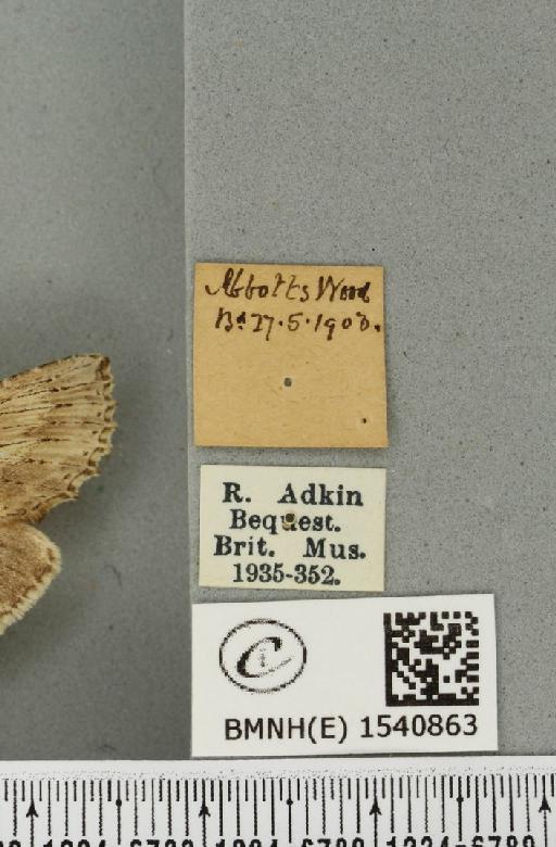 Pterostoma palpina palpina (Clerck, 1759) - BMNHE_1540863_label_246480