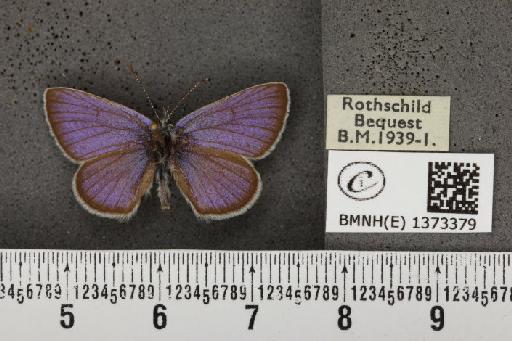 Cyaniris semiargus semiargus (Rottemburg, 1775) - BMNHE_1373379_167381