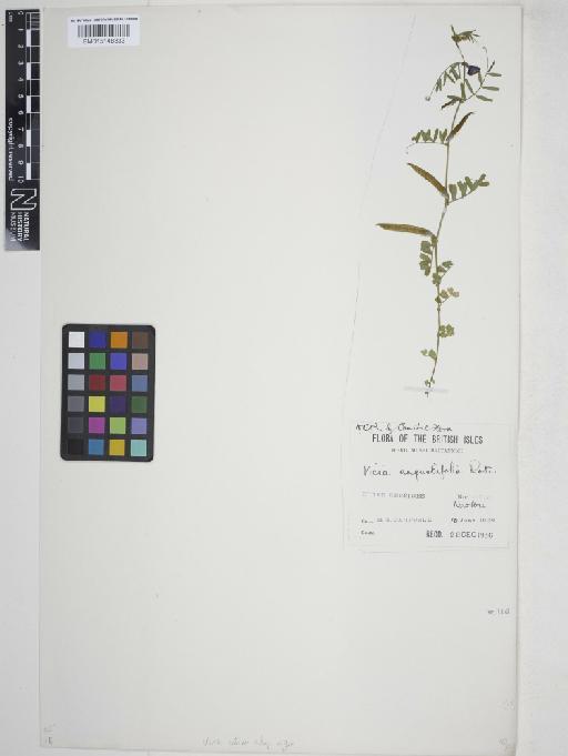 Vicia sativa subsp. nigra (L.) Ehrh. - 015148333