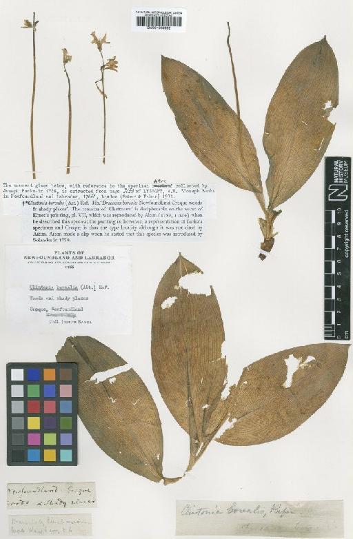 Clintonia borealis (Aiton) Raf. - BM001009992