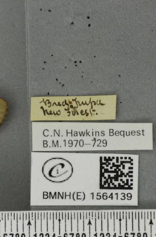 Lithosia quadra (Linnaeus, 1758) - BMNHE_1564139_label_285571