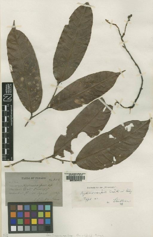 Hydnocarpus curtisii King - BM000624253