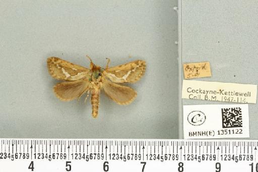 Korscheltellus lupulina ab. dacicus Caradja, 1893 - BMNHE_1351122_186234