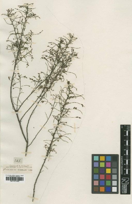 Phyllanthus indigoferoides A.Cunn. ex Benth. - BM001014886