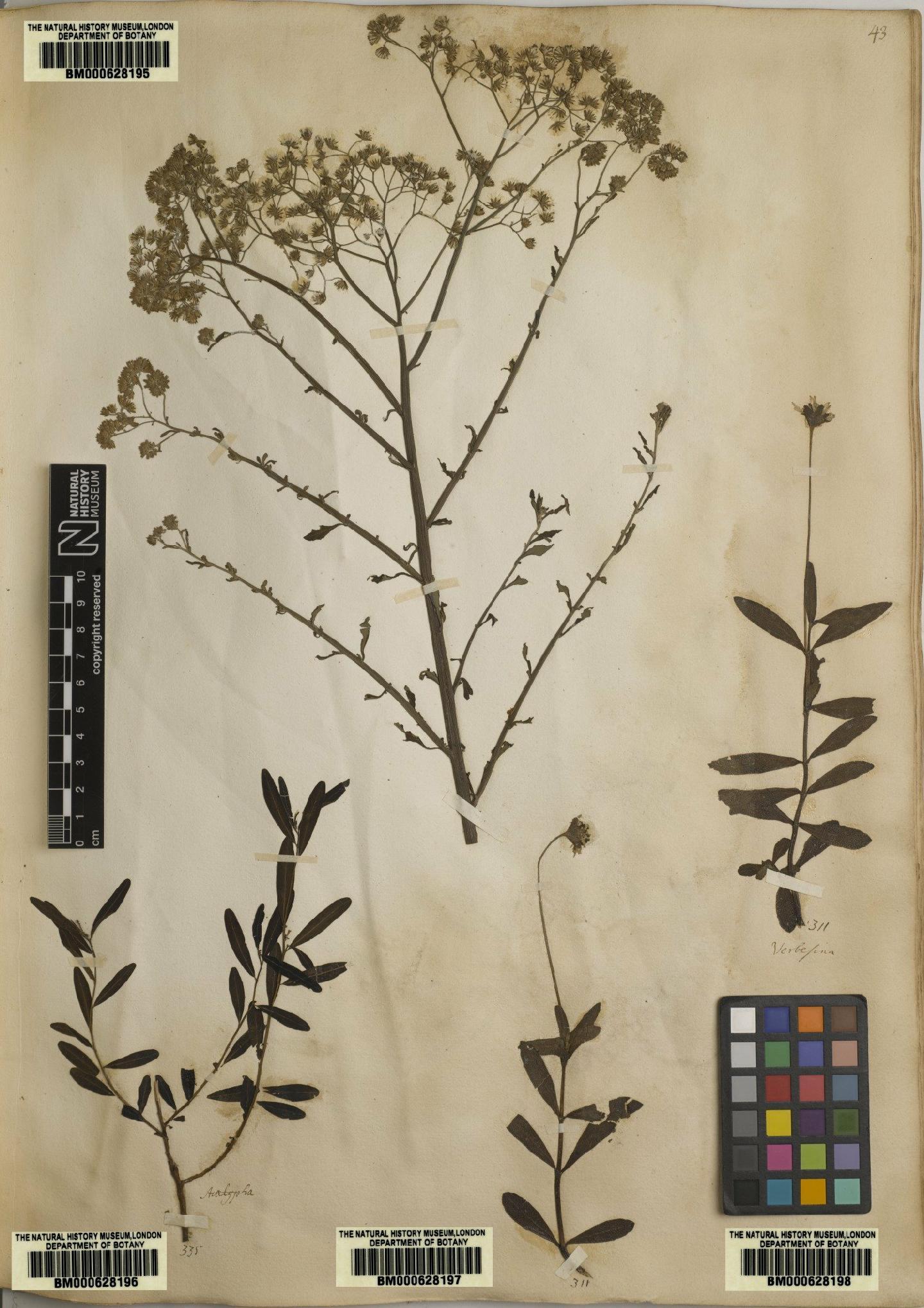 To NHMUK collection (Verbesina calendulacea L.; Original material; NHMUK:ecatalogue:4706439)