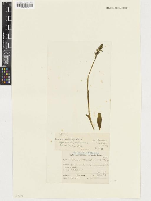 Orchis anthropophora (L.) All. - BM001057217
