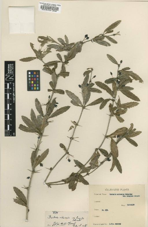 Berberis atrocarpa var. longipes Ahrendt - BM000554557