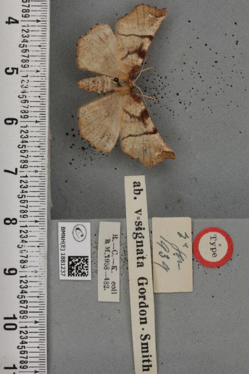 Selenia dentaria ab. v-signata Smith, 1950 - BMNHE_1881237_a_446583