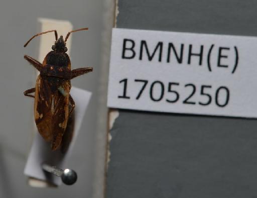 Rhyparochromus chinensis Dallas, 1852 - Rhyparochromus chinensis-BMNH(E)1705250-Lectotype Male Dorsal