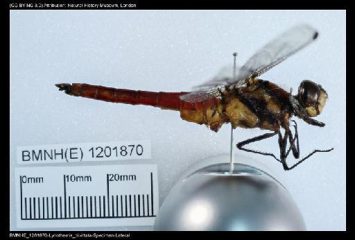 Lyriothemis bivittata (Rambur, 1842) - BMNHE_1201870-Lyriothemis_bivittata-Specimen-Lateral