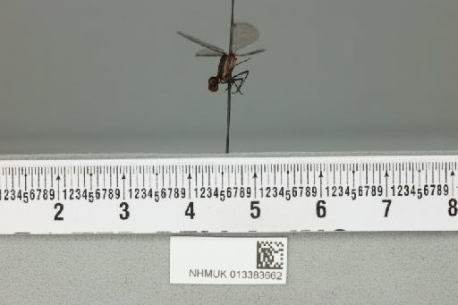 Argia makoka Fraser, 1946 - 013383662_lateral