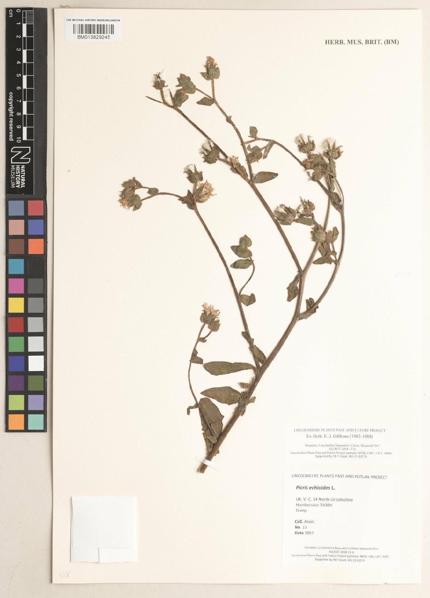 To NHMUK collection (Picris echioides L.; NHMUK:ecatalogue:9474946)